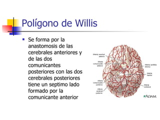 Polígono de Willis Se forma por la anastomosis de las cerebrales anteriores y de las dos comunicantes posteriores con las dos cerebrales posteriores tiene un septimo lado formado por la comunicante anterior  
