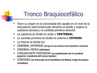 Tronco Braquiocefálico Tiene su origen en la convexidad del cayado en el nivel de la articulacion esternoclavicular derecha se divide y origina la subclavia derecha y la carótida primitiva derecha La subclavia se divide en axilar y  VERTEBRAL La carotida primitiva se divide en externa e  INTERNA La interna se divide en: CEREBRAL ANTERIOR  (Irriga la cara interna del hemisferio cerebral) CEREBRAL MEDIA  (silviana) COMUNICANTE POSTERIOR  (se anastomosa con la cerabral posterior rocedente del tronco basilar) COROIDEA  (se introcude en la hendidura de Bichat, irriga los plexos coroideos)   