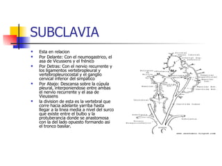 SUBCLAVIA Esta en relacion  Por Delante: Con el neumogastrico, el asa de Vicussens y el frénico Por Detras: Con el nervio recurrente y los ligamentos vertebropleural y vertebropleurocostal y el ganglio cervical inferior del simpático  Por Abajo: Descansa sobre la cúpula pleural, interponiendose entre ambas el nervio recurrente y el asa de Vieussens la division de esta es la vertebral que corre hacia adelante yarriba hasta llegar a la linea media a nivel del surco que existe entre el bulbo y la protuberancia donde se anastomosa con la del lado opuesto formando asi el tronco basilar. 