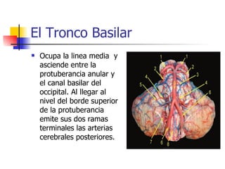 El Tronco Basilar Ocupa la linea media  y asciende entre la protuberancia anular y el canal basilar del occipital. Al llegar al nivel del borde superior de la protuberancia emite sus dos ramas terminales las arterias cerebrales posteriores. 