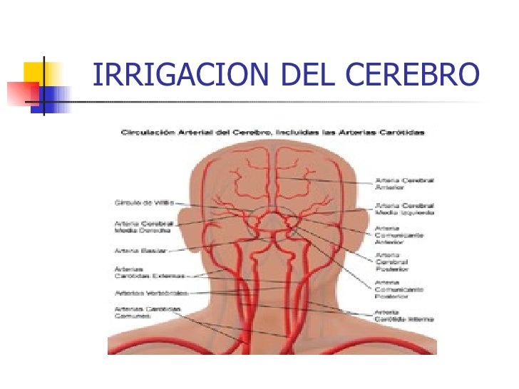 Irrigacion del cerebro Irrigacion del cerebro