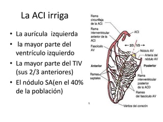 La ACI irriga
• La aurícula izquierda
• la mayor parte del
ventrículo izquierdo
• La mayor parte del TIV
(sus 2/3 anteriores)
• El nódulo SA(en el 40%
de la población)
 