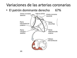 Variaciones de las arterias coronarias
• El patrón dominante derecho 67%
 