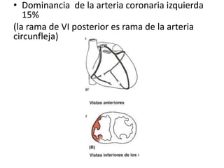• Dominancia de la arteria coronaria izquierda
15%
(la rama de VI posterior es rama de la arteria
circunfleja)
 