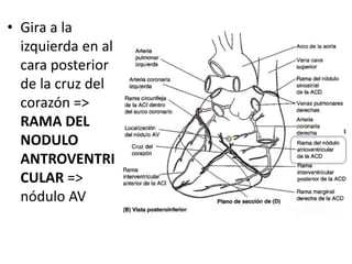 • Gira a la
izquierda en al
cara posterior
de la cruz del
corazón =>
RAMA DEL
NODULO
ANTROVENTRI
CULAR =>
nódulo AV
 
