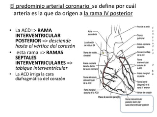 El predominio arterial coronario se define por cuál
arteria es la que da origen a la rama IV posterior
• La ACD=> RAMA
INTERVENTRICULAR
POSTERIOR => desciende
hasta el vértice del corazón
• esta rama => RAMAS
SEPTALES
INTERVENTRICULARES =>
tabique interventricular
• La ACD irriga la cara
diafragmática del corazón
 
