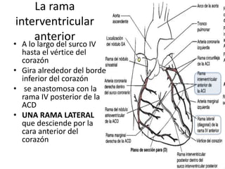 La rama
interventricular
anterior
• A lo largo del surco IV
hasta el vértice del
corazón
• Gira alrededor del borde
inferior del corazón
• se anastomosa con la
rama IV posterior de la
ACD
• UNA RAMA LATERAL
que desciende por la
cara anterior del
corazón
 