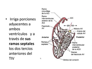 • Irriga porciones
adyacentes a
ambos
ventrículos y a
través de sus
ramas septales
los dos tercios
anteriores del
TIV
 