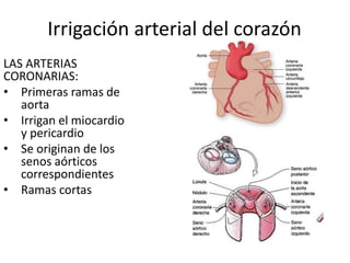 Irrigación arterial del corazón
LAS ARTERIAS
CORONARIAS:
• Primeras ramas de
aorta
• Irrigan el miocardio
y pericardio
• Se originan de los
senos aórticos
correspondientes
• Ramas cortas
 