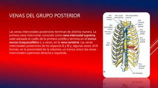 VENAS DEL GRUPO POSTERIOR
Las venas intercostales posteriores terminan de distinta manera. La
primera vena intercostal, conocida como vena intercostal suprema,
sube adosada al cuello de la primera costilla y termina en el tronco
venoso braquiocefálico o, a veces, en la vena vertebral. Las venas
intercostales posteriores de los espacios II y III y, algunas veces, el IV
forman, en la proximidad de la columna, un tronco único: las venas
intercostales superiores derecha e izquierda.
 