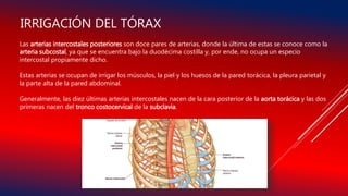Las arterias intercostales posteriores son doce pares de arterias, donde la última de estas se conoce como la
arteria subcostal, ya que se encuentra bajo la duodécima costilla y, por ende, no ocupa un especio
intercostal propiamente dicho.
Estas arterias se ocupan de irrigar los músculos, la piel y los huesos de la pared torácica, la pleura parietal y
la parte alta de la pared abdominal.
Generalmente, las diez últimas arterias intercostales nacen de la cara posterior de la aorta torácica y las dos
primeras nacen del tronco costocervical de la subclavia.
IRRIGACIÓN DEL TÓRAX
 