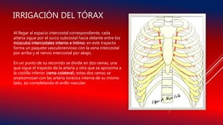 Al llegar al espacio intercostal correspondiente, cada
arteria sigue por el surco subcostal hacia delante entre los
músculos intercostales interno e íntimo; en este trayecto
forma un paquete vasculonervioso con la vena intercostal
por arriba y el nervio intercostal por abajo.
En un punto de su recorrido se divide en dos ramas, una
que sigue el trayecto de la arteria y otra que se aproxima a
la costilla inferior (rama colateral); estas dos ramas se
anastomosan con las arteria torácica interna de su mismo
lado, así completando el anillo vascular.
IRRIGACIÓN DEL TÓRAX
 
