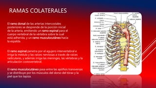 RAMAS COLATERALES
El ramo dorsal de las arterias intercostales
posteriores se desprende de la porción inicial
de la arteria, emitiendo un ramo espinal para el
cuerpo vertebral de la vértebra sobre la cual
está adherida, y un ramo musculocutáneo hacia
la espalda.
El ramo espinal penetra por el agujero intervertebral e
irriga la médula y las raíces nerviosas a través de raíces
radiculares, y además irriga las meninges, las vértebras y la
articulación costovertebral.
El ramo musculocutáneo pasa entre las apófisis transversas
y se distribuye por los músculos del dorso del tórax y la
piel que los tapiza.
 