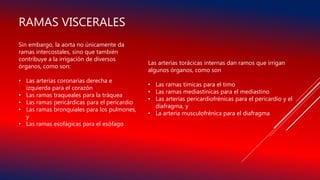 Sin embargo, la aorta no únicamente da
ramas intercostales, sino que también
contribuye a la irrigación de diversos
órganos, como son:
• Las arterias coronarias derecha e
izquierda para el corazón
• Las ramas traqueales para la tráquea
• Las ramas pericárdicas para el pericardio
• Las ramas bronquiales para los pulmones,
y
• Las ramas esofágicas para el esófago
RAMAS VISCERALES
Las arterias torácicas internas dan ramos que irrigan
algunos órganos, como son
• Las ramas tímicas para el timo
• Las ramas mediastínicas para el mediastino
• Las arterias pericardiofrénicas para el pericardio y el
diafragma, y
• La arteria musculofrénica para el diafragma
 