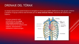 DRENAJE DEL TÓRAX
La sangre venosa de la pared torácica es recogida en venas que pueden clasificarse en dos grupos: anterior
y posterior. El grupo anterior está formado por las venas torácicas internas, tributarias del sistema cava
superior.
El grupo posterior está
constituido por las venas
intercostales posteriores, las
cuales drenan en el sistema cava
superior, directamente o
mediante el sistema ácigos.
 