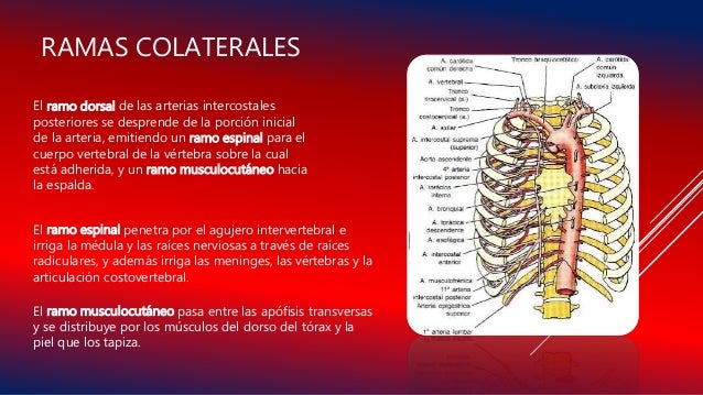 irrigacion del torax pdf irrigacion del torax pdf