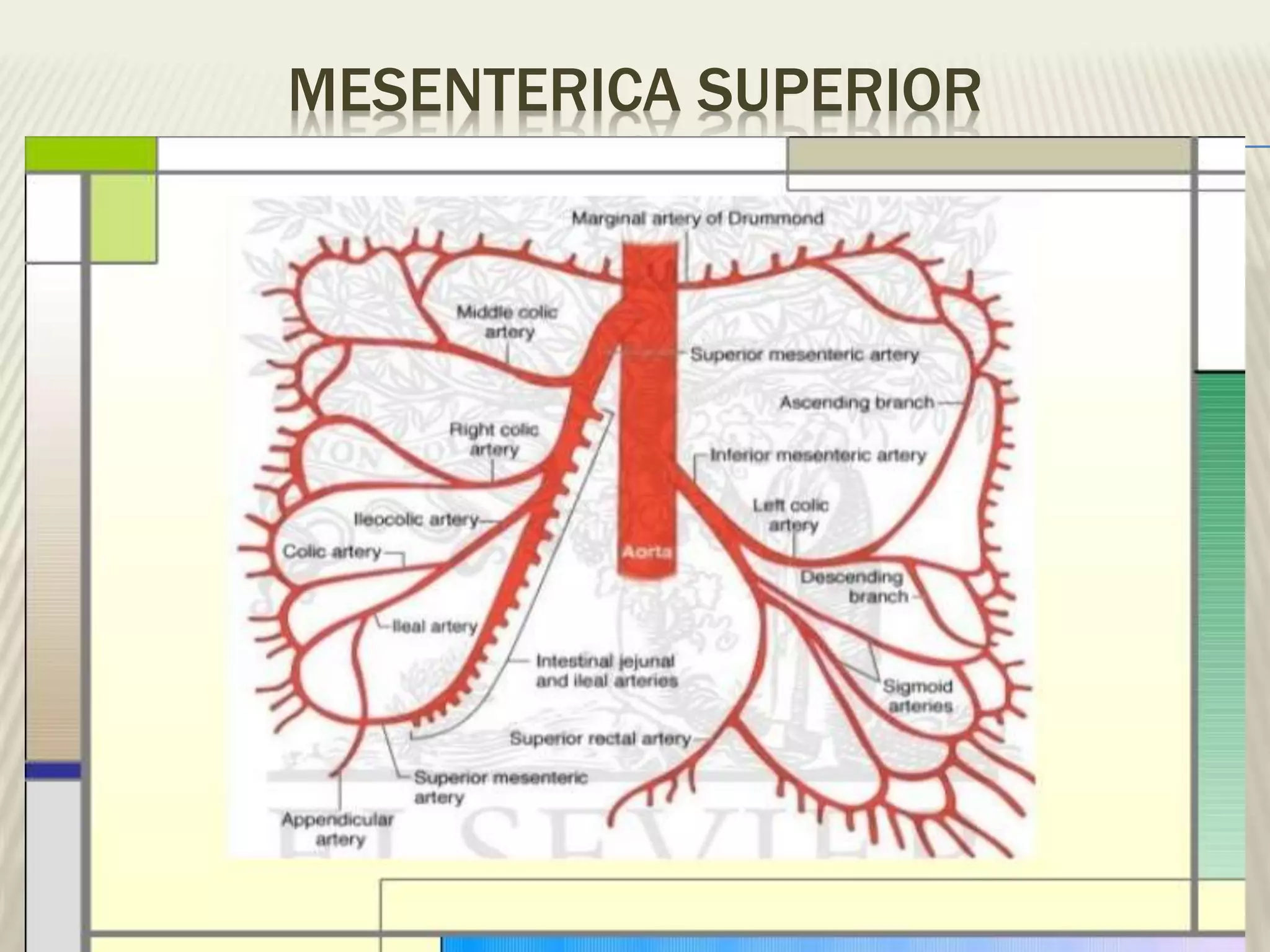 ANATOMÍA DE LAS ARTERIAS | PPTX | Surgery | Medical Health