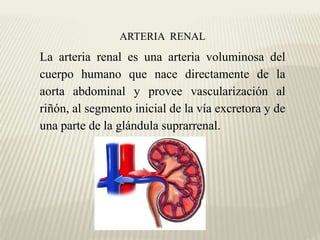 ANATOMÍA DE LAS ARTERIAS | PPTX