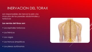 IRRIGACION, DRENAJE E INERVACION DEL TORAX.pptx