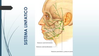 Sistema linfatico 2025 cara