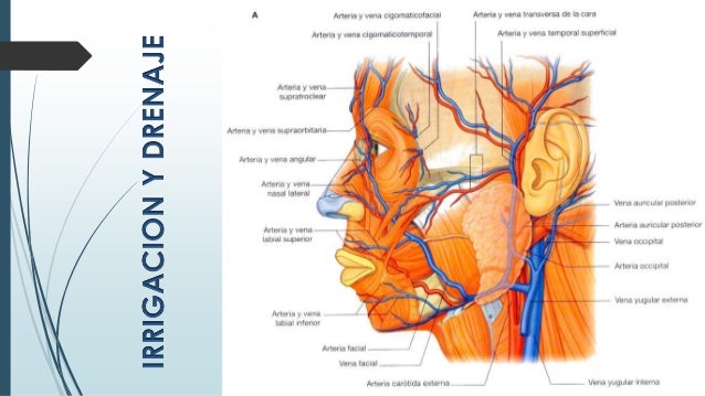 Drenaje De La Cara 2025