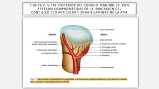 Irrigacion e Inervacion de la articulación mandibular | PPTX