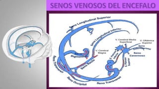 IRRIGACION MORFO III DRA. DURVIN MARCANO.pdf