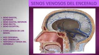 IRRIGACION MORFO III DRA. DURVIN MARCANO.pdf