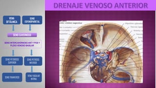 IRRIGACION MORFO III DRA. DURVIN MARCANO.pdf