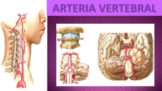 IRRIGACION MORFO III DRA. DURVIN MARCANO.pdf