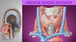 IRRIGACION MORFO III DRA. DURVIN MARCANO.pdf
