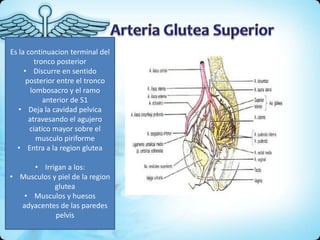 Es la continuacion terminal del
tronco posterior
• Discurre en sentido
posterior entre el tronco
lombosacro y el ramo
anterior de S1
• Deja la cavidad pelvica
atravesando el agujero
ciatico mayor sobre el
musculo piriforme
• Entra a la region glutea
• Irrigan a los:
• Musculos y piel de la region
glutea
• Musculos y huesos
adyacentes de las paredes
pelvis
 