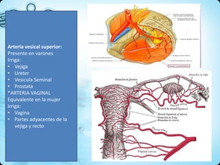 Arteria vesical superior:
Presente en varones
Irriga:
• Vejiga
• Ureter
• Vesicula Seminal
• Prostata
*ARTERIA VAGINAL
Equivalente en la mujer
Irriga:
• Vagina
• Partes adyacentes de la
vejiga y recto
 