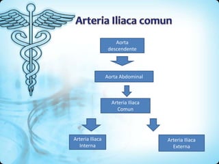 Aorta
descendente
Aorta Abdominal
Arteria Iliaca
Comun
Arteria Iliaca
Interna
Arteria Iliaca
Externa
 