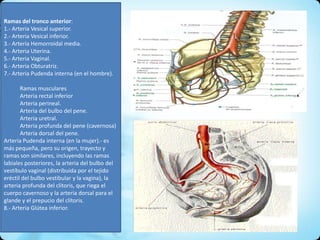 Ramas del tronco anterior:
1.- Arteria Vesical superior.
2.- Arteria Vesical inferior.
3.- Artería Hemorroidal media.
4.- Arteria Uterina.
5.- Arteria Vaginal.
6.- Arteria Obturatriz.
7.- Arteria Pudenda interna (en el hombre).
Ramas musculares
Arteria rectal inferior
Arteria perineal.
Arteria del bulbo del pene.
Arteria uretral.
Arteria profunda del pene (cavernosa)
Arteria dorsal del pene.
Arteria Pudenda interna (en la mujer).- es
más pequeña, pero su origen, trayecto y
ramas son similares, incluyendo las ramas
labiales posteriores, la arteria del bulbo del
vestíbulo vaginal (distribuida por el tejido
eréctil del bulbo vestibular y la vagina), la
arteria profunda del clítoris, que riega el
cuerpo cavernoso y la arteria dorsal para el
glande y el prepucio del clítoris.
8.- Arteria Glútea inferior.
 