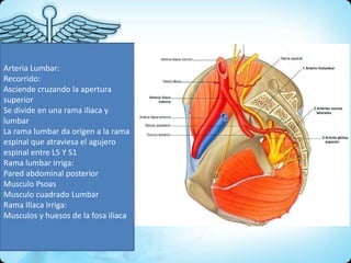 Arteria Lumbar:
Recorrido:
Asciende cruzando la apertura
superior
Se divide en una rama iliaca y
lumbar
La rama lumbar da origen a la rama
espinal que atraviesa el agujero
espinal entre L5 Y S1
Rama lumbar irriga:
Pared abdominal posterior
Musculo Psoas
Musculo cuadrado Lumbar
Rama Iliaca Irriga:
Musculos y huesos de la fosa iliaca
 