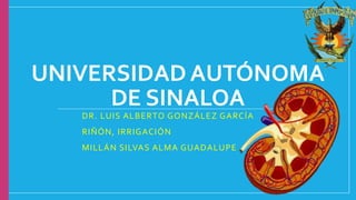 UNIVERSIDAD AUTÓNOMA
DE SINALOA
DR. LUIS ALBERTO GONZÁLEZ GARCÍA
RIÑÓN, IRRIGACIÓN
MILLÁN SILVAS ALMA GUADALUPE
 