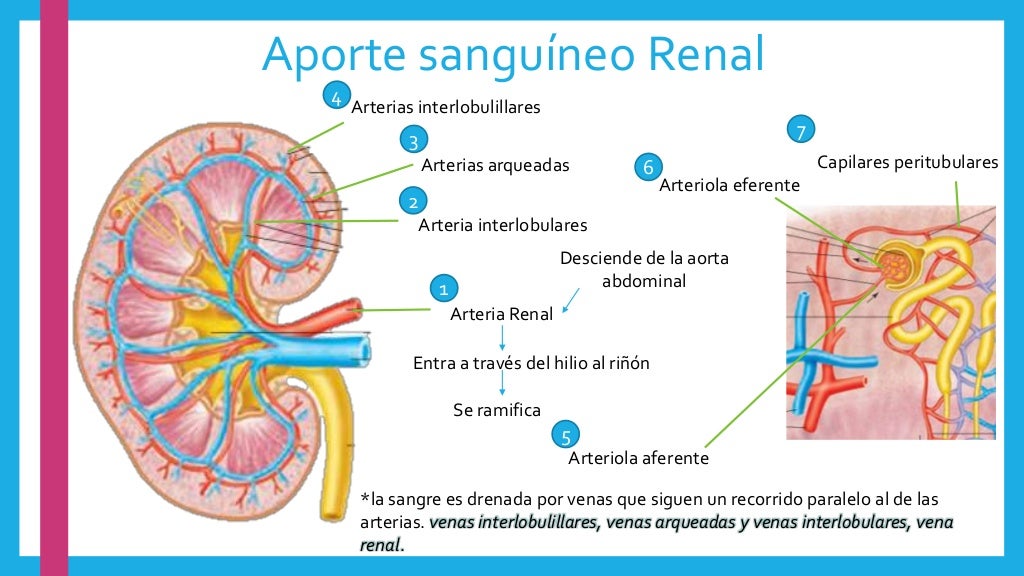 Irrigacion renal