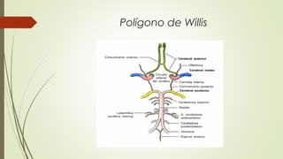 Polígono de Willis 
 
