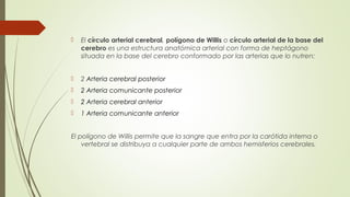  El círculo arterial cerebral, polígono de Willis o círculo arterial de la base del 
cerebro es una estructura anatómica arterial con forma de heptágono 
situada en la base del cerebro conformado por las arterias que lo nutren: 
 2 Arteria cerebral posterior 
 2 Arteria comunicante posterior 
 2 Arteria cerebral anterior 
 1 Arteria comunicante anterior 
El polígono de Willis permite que la sangre que entra por la carótida interna o 
vertebral se distribuya a cualquier parte de ambos hemisferios cerebrales. 
 