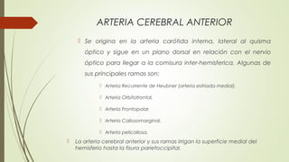 ARTERIA CEREBRAL ANTERIOR 
 Se origina en la arteria carótida interna, lateral al quisma 
óptico y sigue en un plano dorsal en relación con el nervio 
óptico para llegar a la comisura inter-hemisferica. Algunas de 
sus principales ramas son: 
 Arteria Recurrente de Heubner (arteria estriada medial). 
 Arteria Orbitofrontal. 
 Arteria Frontopolar. 
 Arteria Callosomarginal. 
 Arteria pelicallosa. 
 La arteria cerebral anterior y sus ramas irrigan la superficie medial del 
hemisferio hasta la fisura parietoccipital. 
 
