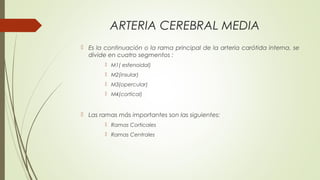 ARTERIA CEREBRAL MEDIA 
 Es la continuación o la rama principal de la arteria carótida interna, se 
divide en cuatro segmentos : 
 M1( esfenoidal) 
 M2(insular) 
 M3(opercular) 
 M4(cortical) 
 Las ramas más importantes son las siguientes: 
 Ramas Corticales 
 Ramas Centrales 
 