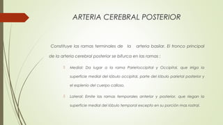 ARTERIA CEREBRAL POSTERIOR 
Constituye las ramas terminales de la arteria basilar. El tronco principal 
de la arteria cerebral posterior se bifurca en las ramas : 
 Medial: Da lugar a la rama Parietoccipital y Occipital, que irriga la 
superficie medial del lóbulo occipital, parte del lóbulo parietal posterior y 
el esplenio del cuerpo calloso. 
 Lateral: Emite las ramas temporales anterior y posterior, que riegan la 
superficie medial del lóbulo temporal excepto en su porción mas rostral. 
 