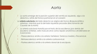 Aorta 
 La aorta emerge de la porción superior del ventrículo izquierdo, algo a la 
derecha y atrás del tronco pulmonar en el corazón 
La arteria subclavia del lado derecho se origina del tronco Braquiocefálico 
arterioso, mientras que la del lado izquierdo procede directamente del 
Cayado de la Aorta. 
 La arteria subclavia transita por el hiato de los escálenos (por detrás del 
escaleno anterior), este músculo sirve como reparo anatómico dividiéndola en 
3 porciones: 
 - Preescalenica: emite a la arteria Vertebral, Torácica medial y Tirocervical. 
 - Retroescalenica: emite a la arteria costocervical. 
 - Postescalenica: emite a la arteria dorsal de la escápula. 
 