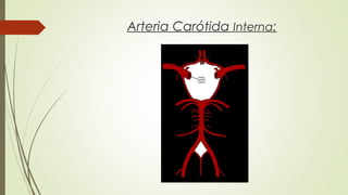 Arteria Carótida Interna: 
 