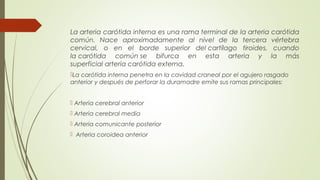 La arteria carótida interna es una rama terminal de la arteria carótida 
común. Nace aproximadamente al nivel de la tercera vértebra 
cervical, o en el borde superior del cartílago tiroides, cuando 
la carótida común se bifurca en esta arteria y la más 
superficial arteria carótida externa. 
La carótida interna penetra en la cavidad craneal por el agujero rasgado 
anterior y después de perforar la duramadre emite sus ramas principales: 
 Arteria cerebral anterior 
 Arteria cerebral media 
 Arteria comunicante posterior 
 Arteria coroidea anterior 
 