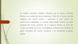 A) Arteria Coroidea Anterior: Proviene de la arteria carótida 
interna a su salida del seno cavernoso. Pasa en un plano ventral 
respecto del tracto óptico y perfunde a este ultimo, los 
pedúnculos cerebrales, el cuerpo geniculado lateral, la parte 
posterior del brazo posterior de la capsula interna, la cola del 
nucleo caudado, el uncus, la amígdala, el hipocampo anterior, el 
plexo coroideo del cuerno temporal y en ocasiones el globo 
palido. 
 
