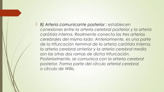  B) Arteria comunicante posterior : establecen 
conexiones entre la arteria cerebral posterior y la arteria 
carótida interna. Realmente conecta las tres arterias 
cerebrales del mismo lado: Anteriormente, es una parte 
de la trifurcación terminal de la arteria carótida interna, 
la arteria cerebral anterior y la arteria cerebral media 
son las otras dos ramas de dicha trifurcación. 
Posteriormente, se comunica con la arteria cerebral 
posterior. Forma parte del círculo arterial cerebral 
o círculo de Willis. 
 