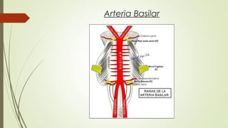 Arteria Basilar 
 