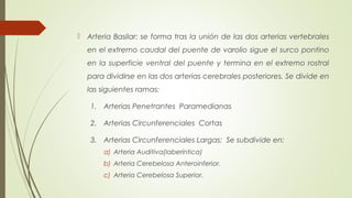  Arteria Basilar: se forma tras la unión de las dos arterias vertebrales 
en el extremo caudal del puente de varolio sigue el surco pontino 
en la superficie ventral del puente y termina en el extremo rostral 
para dividirse en las dos arterias cerebrales posteriores. Se divide en 
las siguientes ramas: 
1. Arterias Penetrantes Paramedianas 
2. Arterias Circunferenciales Cortas 
3. Arterias Circunferenciales Largas: Se subdivide en: 
a) Arteria Auditiva(laberíntica) 
b) Arteria Cerebelosa Anteroinferior. 
c) Arteria Cerebelosa Superior. 
 